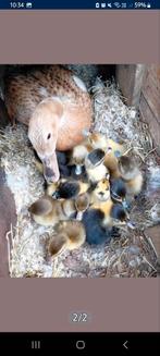 Indische loopeendjes, Dieren en Toebehoren