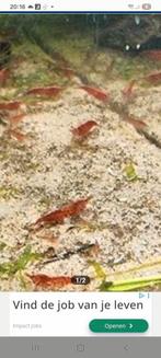 Garnaaltjes, Dieren en Toebehoren