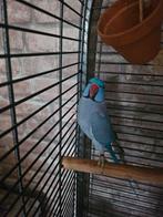 Halsband parkieten, Dieren en Toebehoren, Meerdere dieren, Parkiet, Pratend