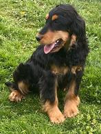 Engelse cocker, Dieren en Toebehoren, Honden | Retrievers, Spaniëls en Waterhonden, België, 15 weken tot 1 jaar, CDV (hondenziekte)