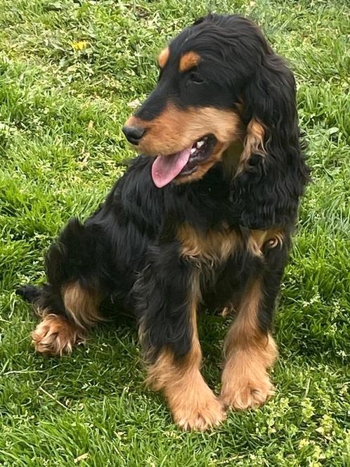 Engelse cocker, Dieren en Toebehoren, Honden | Retrievers, Spaniëls en Waterhonden, Meerdere dieren, Spaniël, Fokker | Professioneel