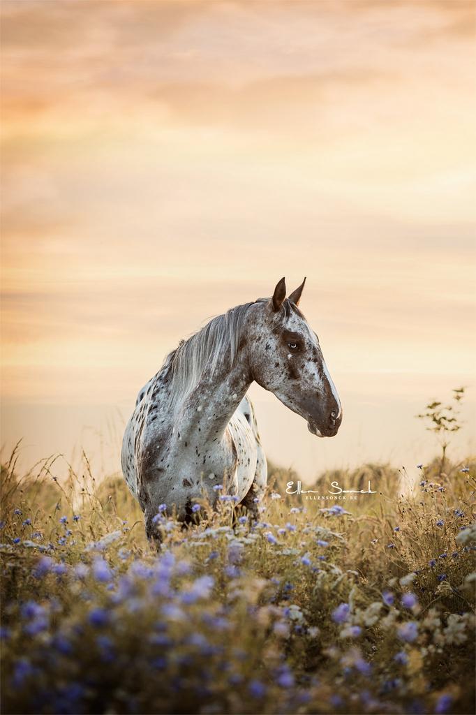 Knappe appaloosa merrie, Animaux & Accessoires, Chevaux, Jument, Débourré