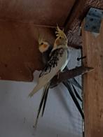 een Koppel Isabel 38€, een enkele mannetje isabel 15€, Dieren en Toebehoren, Vogels | Parkieten en Papegaaien, Meerdere dieren