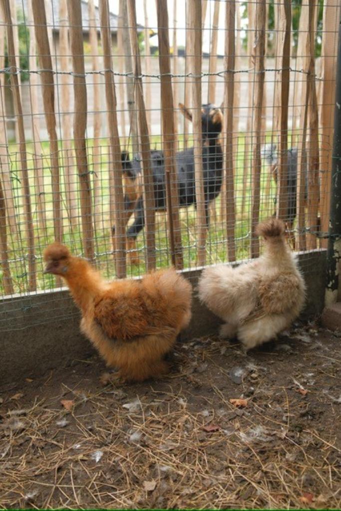 zijdehoen, Dieren en Toebehoren, Pluimvee