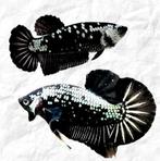 Gezocht: Betta black samurai (m/v)