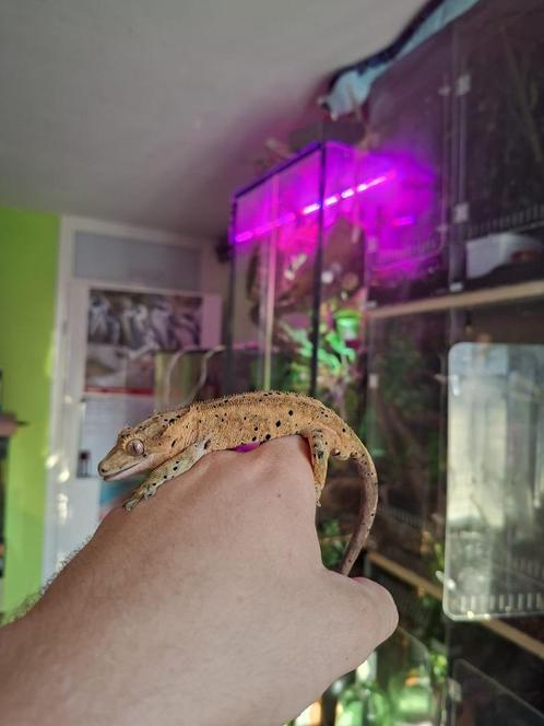 1.0 Bewezen Oranje Dalmatian wimpergekko man, Dieren en Toebehoren, Reptielen en Amfibieën, Hagedis, 3 tot 6 jaar, Tam