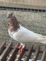 Hoogvligers te koop, Dieren en Toebehoren, Vogels | Duiven