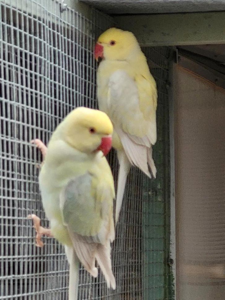 2 jonge halsband parkieten 2025, Dieren en Toebehoren, Vogels | Parkieten en Papegaaien, Parkiet, Geslacht onbekend, Geringd