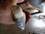 Dwergpapegaai, Dieren en Toebehoren, Geslacht onbekend, Dwergpapegaai of Agapornis, Tam