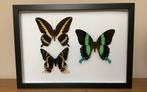 Grote lijst met vlinders, Verzamelen, Ophalen of Verzenden, Zo goed als nieuw