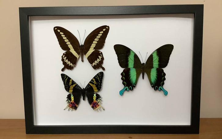 Grote lijst met vlinders, Verzamelen, Dierenverzamelingen, Zo goed als nieuw, Ophalen of Verzenden