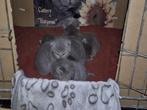 Brits korthaar kittens, Meerdere dieren, Gechipt, 0 tot 2 jaar