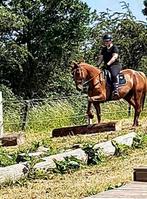 Hongre alezan, 170 tot 175 cm, Recreatiepaard, 11 jaar of ouder, Gechipt