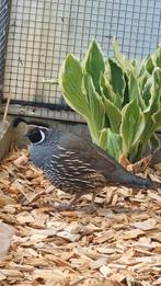Man californische kuifkwartel, Dieren en Toebehoren, Vogels | Overige Vogels