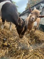 2 dwerggeitjes Mieke en bok, Dieren en Toebehoren, Schapen, Geiten en Varkens, Meerdere dieren, Geit, 0 tot 2 jaar