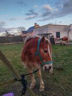 Paard te koop, Dieren en Toebehoren, Paarden, Gechipt, Minder dan 160 cm, Ruin, Niet van toepassing