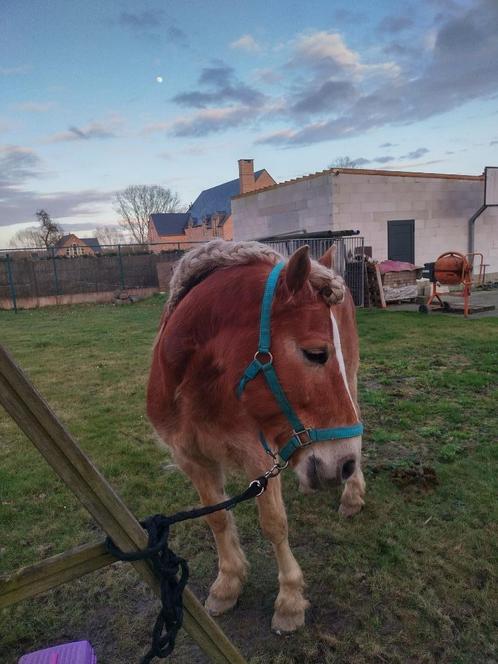 Paard te koop, Dieren en Toebehoren, Paarden, Ruin, Niet van toepassing, Minder dan 160 cm, 7 tot 10 jaar, Recreatiepaard, Gechipt