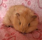 Teddy meisje, Animaux & Accessoires, Rongeurs, Domestique, Septembre, Cobaye, Femelle