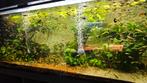 Endler guppys, Dieren en Toebehoren