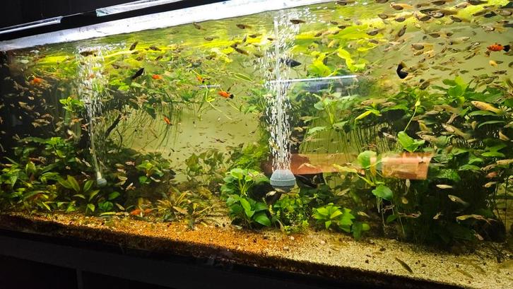 Endler guppys, Dieren en Toebehoren, Vissen | Aquariumvissen