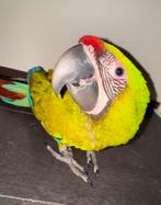 Jonge, super tamme Buffon ara, Vrouwelijk, Papegaai, Pratend