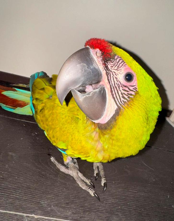 Jonge, super tamme Buffon ara, Dieren en Toebehoren, Vogels | Parkieten en Papegaaien, Papegaai, Vrouwelijk, Pratend, Tam, Geringd