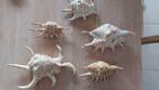 Coquillages Lambis Murex araignée, Enlèvement, Coquillage(s)