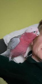 Rosé kaketoe pop, Dieren en Toebehoren, Vogels | Parkieten en Papegaaien, Vrouwelijk, Papegaai, Geringd