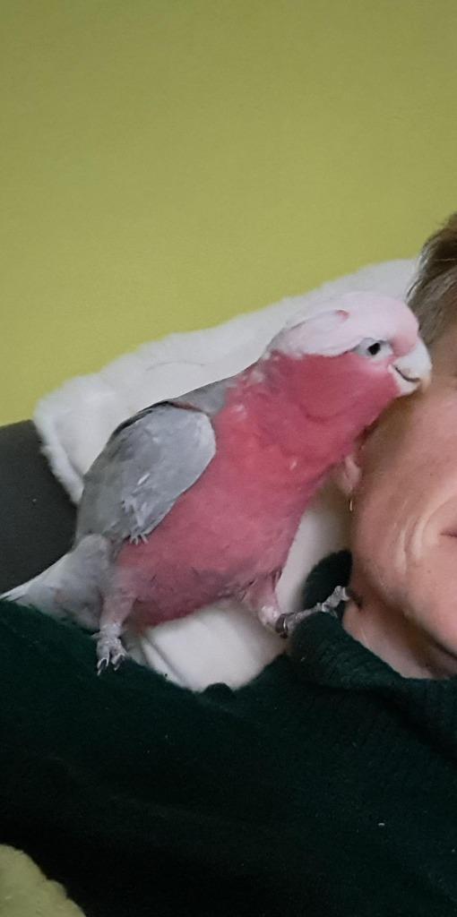 Rosé kaketoe pop, Dieren en Toebehoren, Vogels | Parkieten en Papegaaien, Papegaai, Vrouwelijk, Tam, Geringd