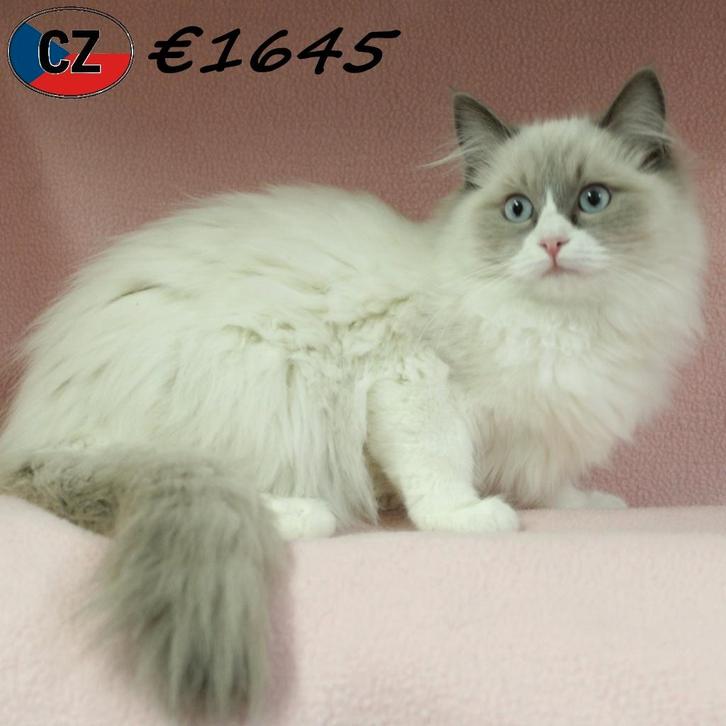 Ragdoll - Prachtige kittens te koop, Dieren en Toebehoren, Katten en Kittens | Raskatten | Langhaar, Meerdere dieren, 0 tot 2 jaar