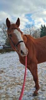 Toffe 16j merrie, Dieren en Toebehoren, Paarden, Merrie