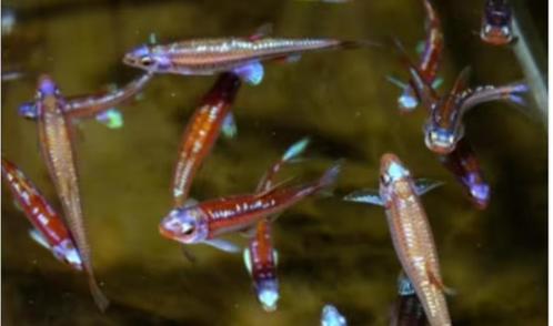 rainbow shiners   promoprijs tot eind juni, Dieren en Toebehoren, Vissen | Aquariumvissen, Vis