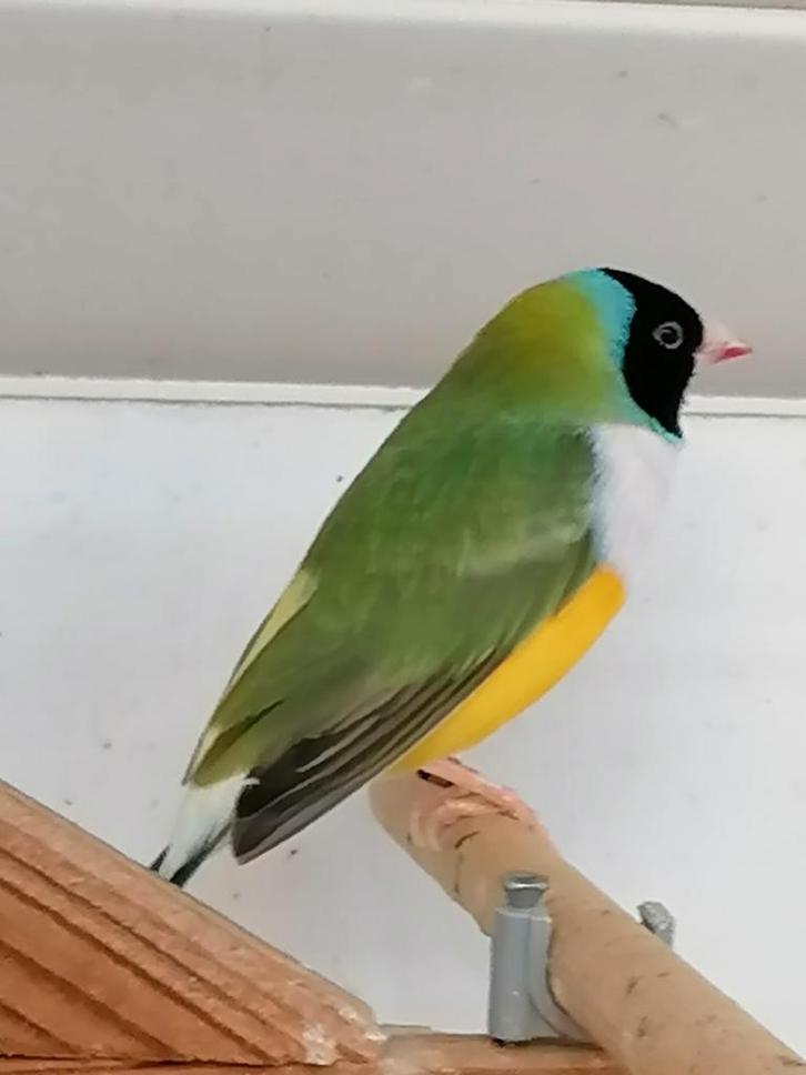 Diamantbeurs van Goulds, Dieren en Toebehoren, Vogels | Overige Vogels