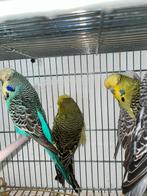 engelse grasparkieten, Dieren en Toebehoren, Vogels | Parkieten en Papegaaien, Meerdere dieren, Parkiet, Geringd