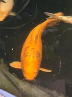 Japanse Koi yamabuki doitsu ogon 80 cm, Dieren en Toebehoren, Vissen | Vijvervissen