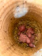 Baby Grasparkieten, Dieren en Toebehoren, Geslacht onbekend, Parkiet