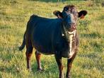 Dahomey koe, Dieren en Toebehoren, Runderen, Vrouwelijk, 3 tot 6 jaar