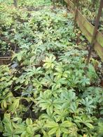 Helleborus planten in 9cm pot, Winter, Halfschaduw, Vaste plant, Overige soorten