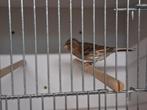 Kanarie halekijn pop, Dieren en Toebehoren, Vogels | Kanaries