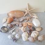 Groot lot schelpen en zeesterren, Verzamelen, Mineralen en Fossielen, Ophalen of Verzenden, Schelp(en)