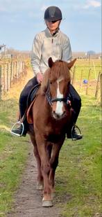 Super lieve pony normale prijs, Dieren en Toebehoren