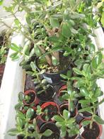 Crasulla ovata of jade of geldplant, Ophalen, Vetplant, Minder dan 100 cm, Bloeiende kamerplant