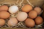 verse scharrel eieren, Dieren en Toebehoren, Pluimvee