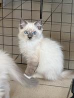 Kittens  Ragdoll met stamboom, Dieren en Toebehoren, Meerdere dieren, Gechipt, 0 tot 2 jaar