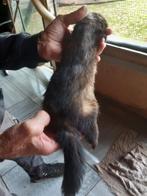 Wild kleurige fretje, April, Mannelijk