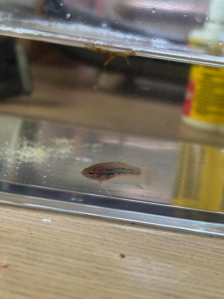 Unieke Baby Betta’s(Galaxy/Koi x Fluorescerend Gen) zeldzaam, Animaux & Accessoires, Poissons | Poissons d'aquarium, Poisson d'eau douce