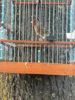 Croisière Goldfinch x Canary, Animaux & Accessoires