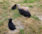 Vijf ouessant rammen, Mannelijk, Schaap, 0 tot 2 jaar