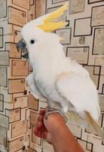 Geelkuif kaktoe papegaai tam, Dieren en Toebehoren, Vogels | Parkieten en Papegaaien, Mannelijk, Papegaai, Pratend