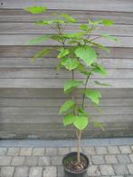 Catalpa, groene trompetboom, 1m55, Enlèvement ou Envoi